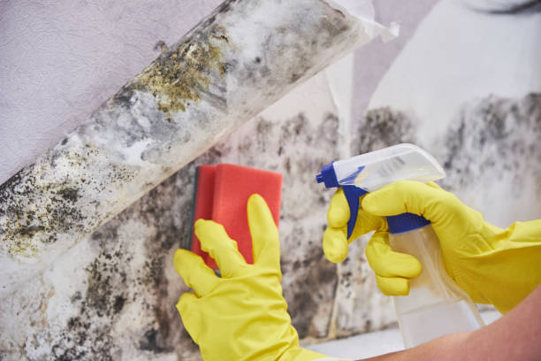 Mold Odor Removal Services in New London, TX